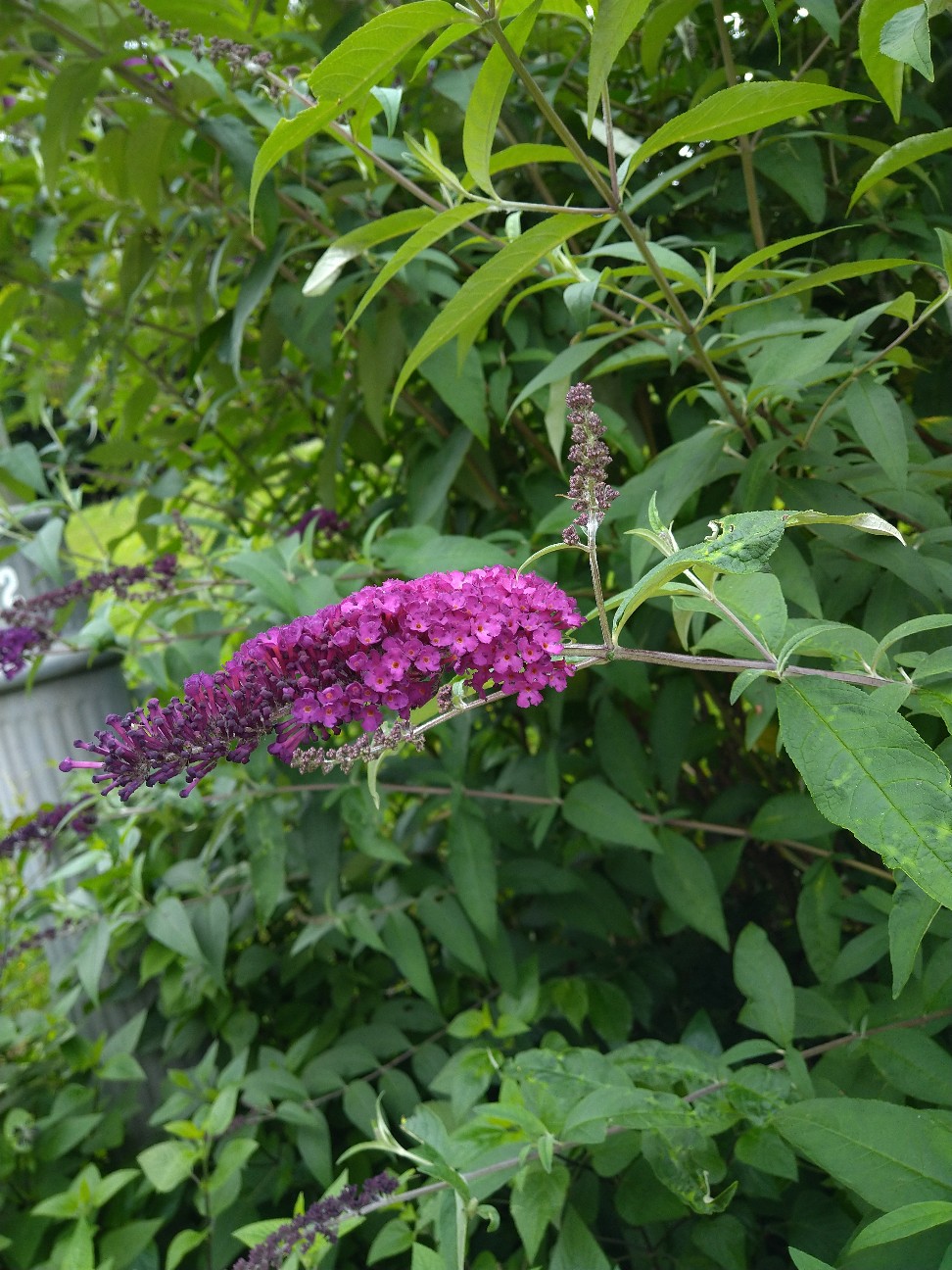 f:id:Ashito:20220618161443j:image