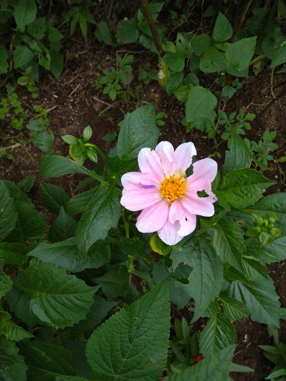 f:id:Ashito:20220618161737j:image