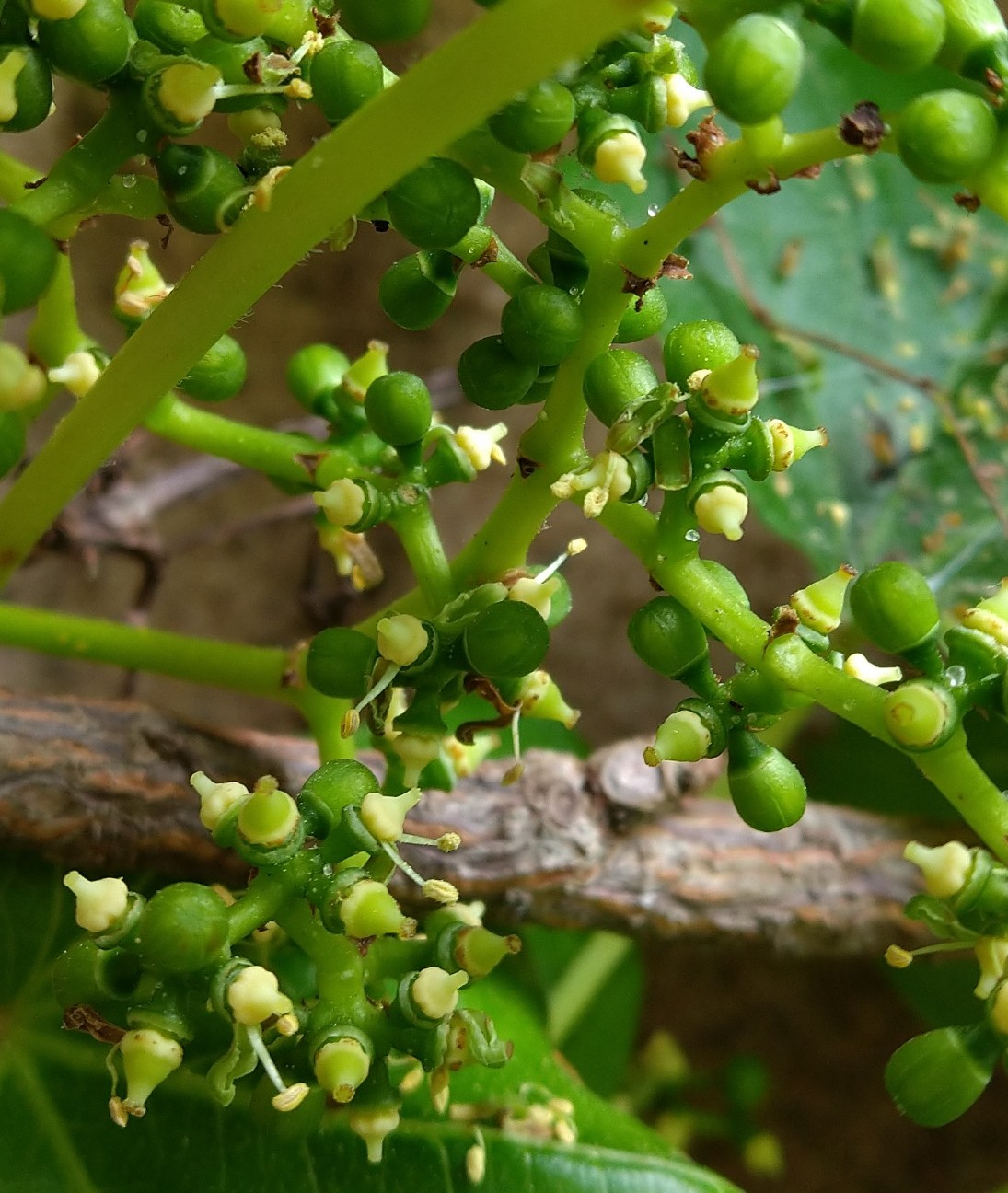 ツタ ブドウ科 日本の野草図鑑 懐かしい草花