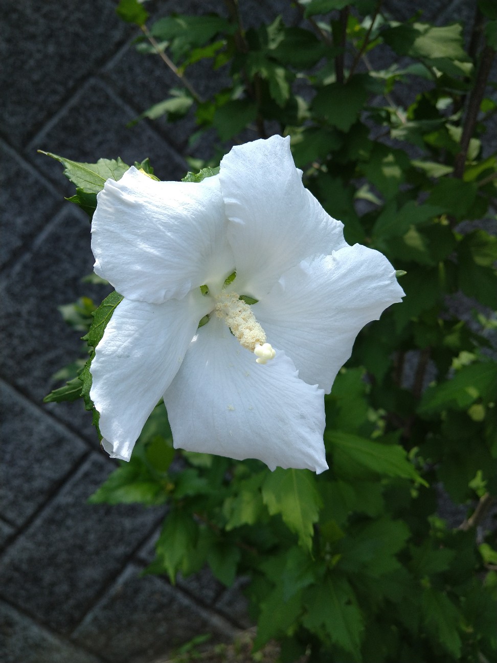 f:id:Ashito:20220702171733j:image