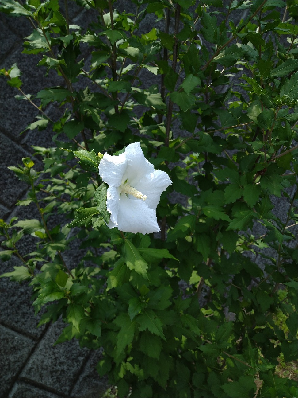 f:id:Ashito:20220702171746j:image