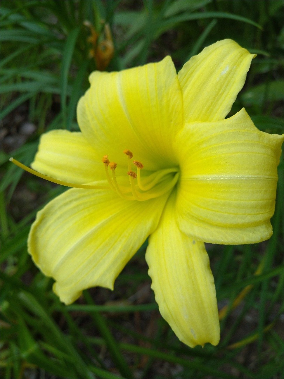 キスゲ ススキノキ科 ユリ科 ツルボラン科 日本の野草図鑑 懐かしい草花