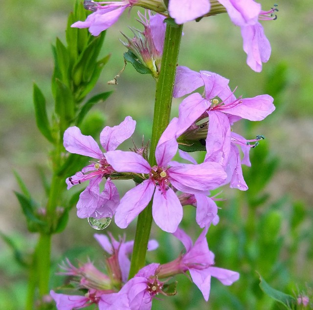ミソハギ ミソハギ科 日本の野草図鑑 懐かしい草花