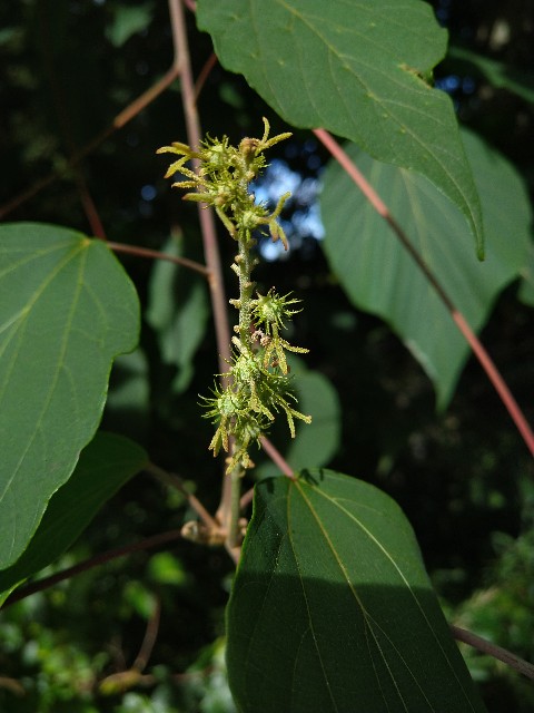 f:id:Ashito:20220811152743j:image