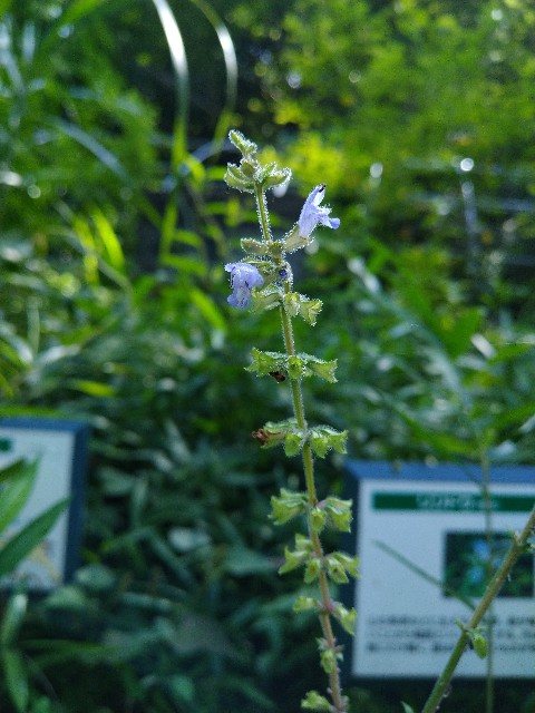 f:id:Ashito:20220811155041j:image