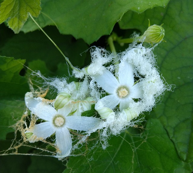 カラスウリ ウリ科 日本の野草図鑑 懐かしい草花