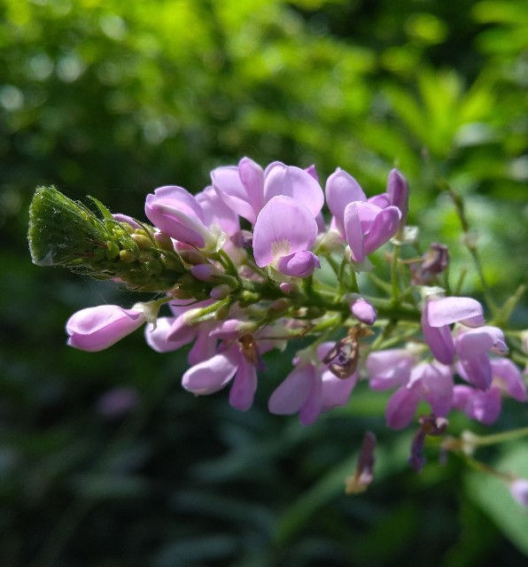 フジカンゾウ マメ科 日本の野草図鑑 懐かしい草花