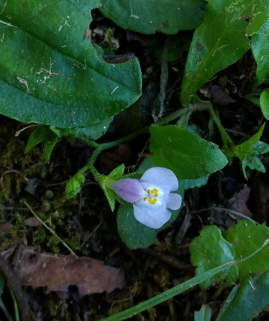 f:id:Ashito:20220811212757j:image