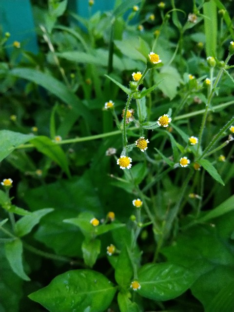 f:id:Ashito:20220811213502j:image