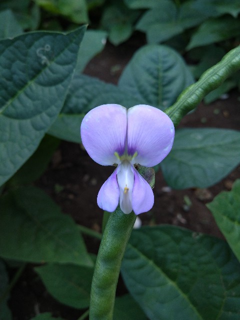 f:id:Ashito:20220811213602j:image
