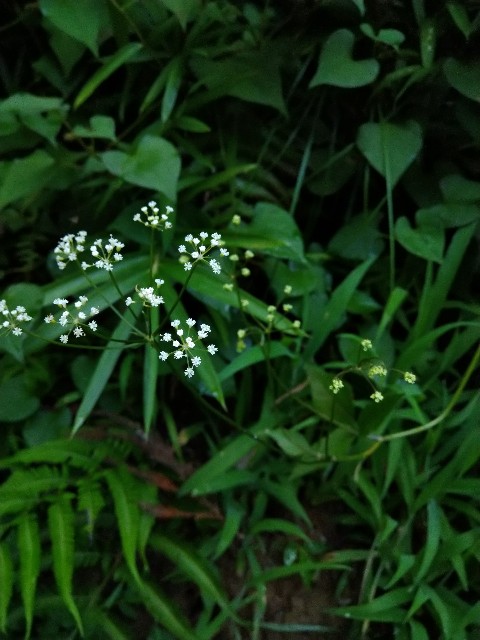f:id:Ashito:20220811214242j:image f:id:Ashito:20220811214242j:image
