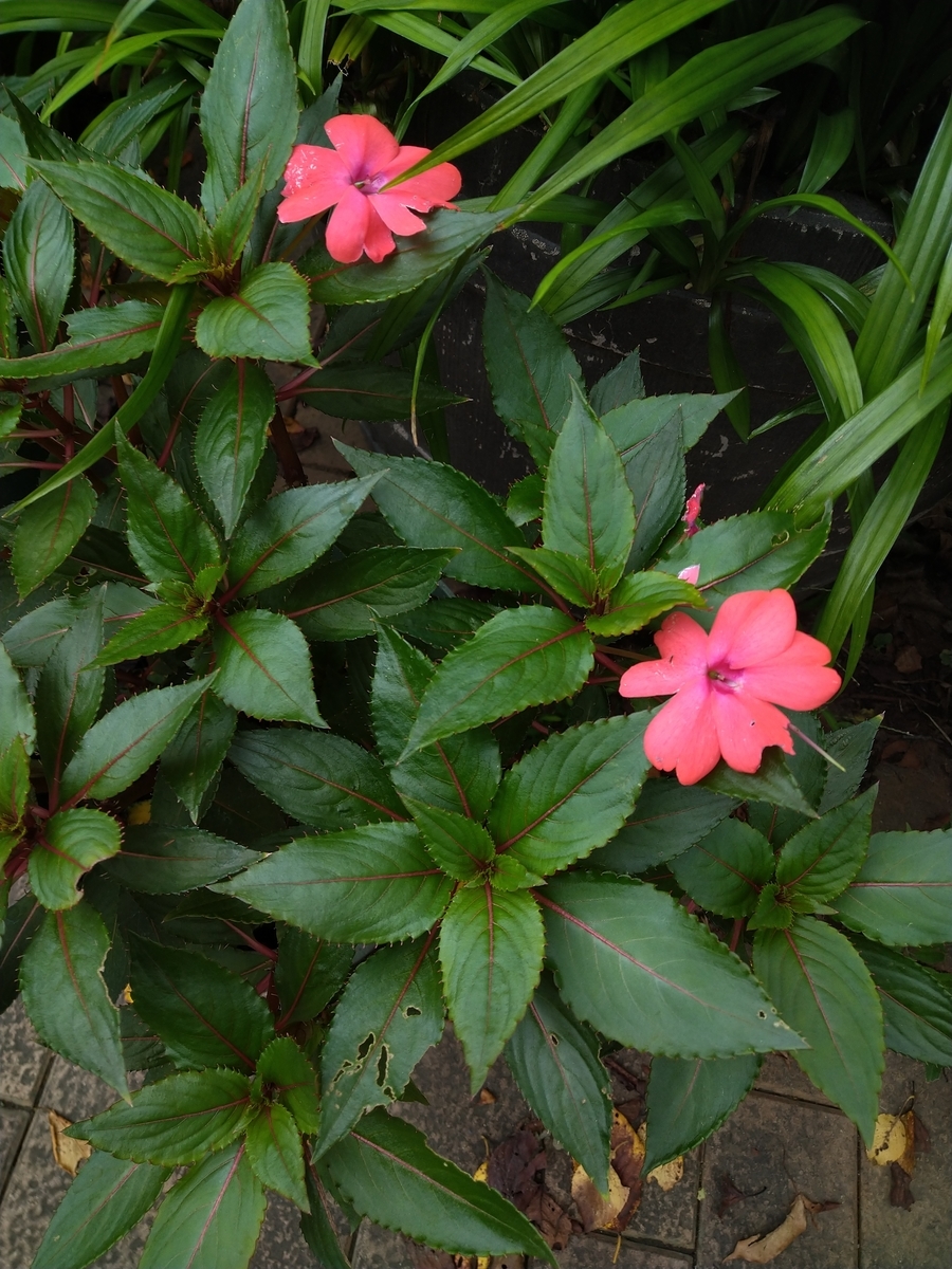 アフリカホウセンカ ツリフネソウ科 日本の野草図鑑 懐かしい草花