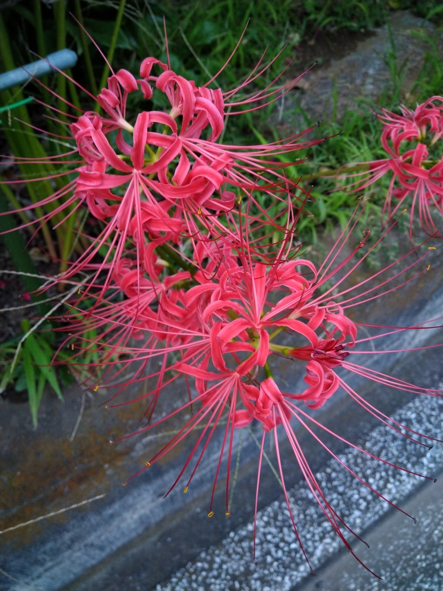山野草・斑入り・彼岸花・黄覆輪ヒガンバナ ヒガンバナ 香川県産 最上