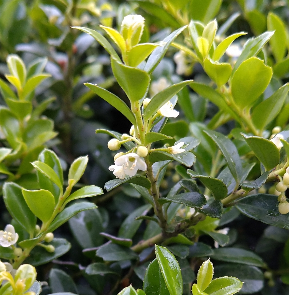 1m前後６本イヌツゲモチノキ 1m前後6本イヌツゲモチノキ