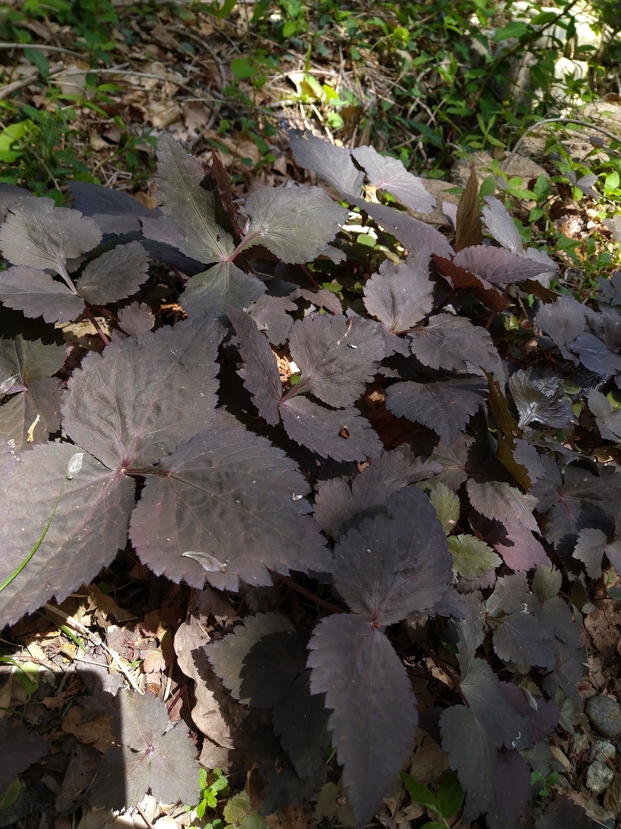 ムラサキミツバ（セリ科） - 日本の植物図鑑～懐かしい草花～
