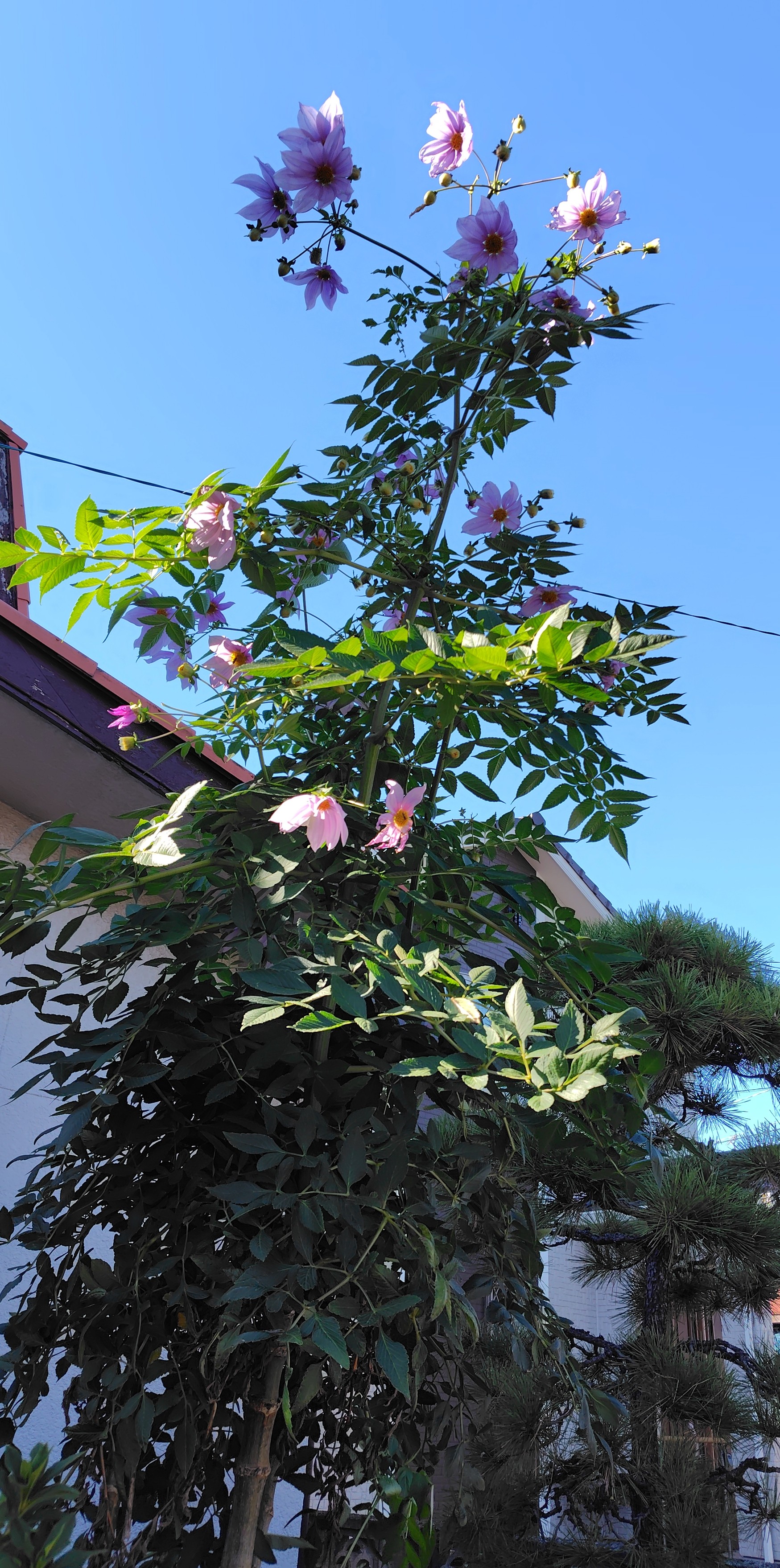 f:id:Ashito:20251205173109j:image
