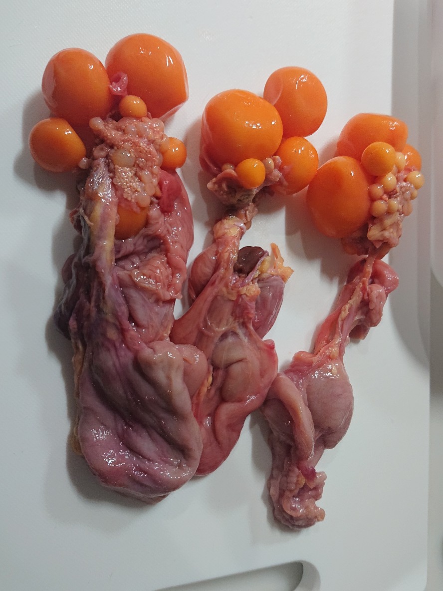 f:id:Ashley1127:20210315210500j:plain