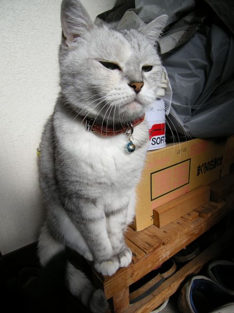 f:id:Askeladd:20081123101546j:image