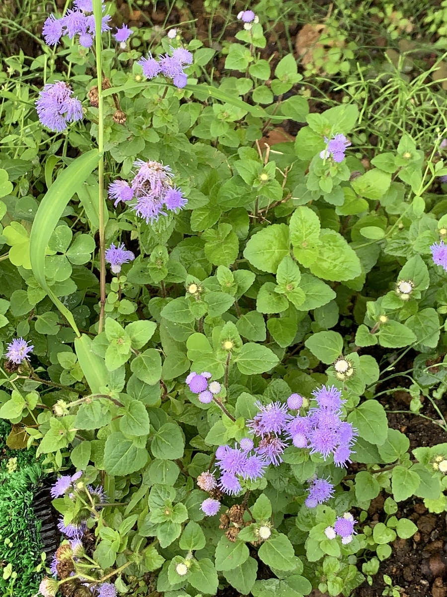f:id:Assagioli:20190920215649j:plain f:id:Assagioli:20190920215649j:plain