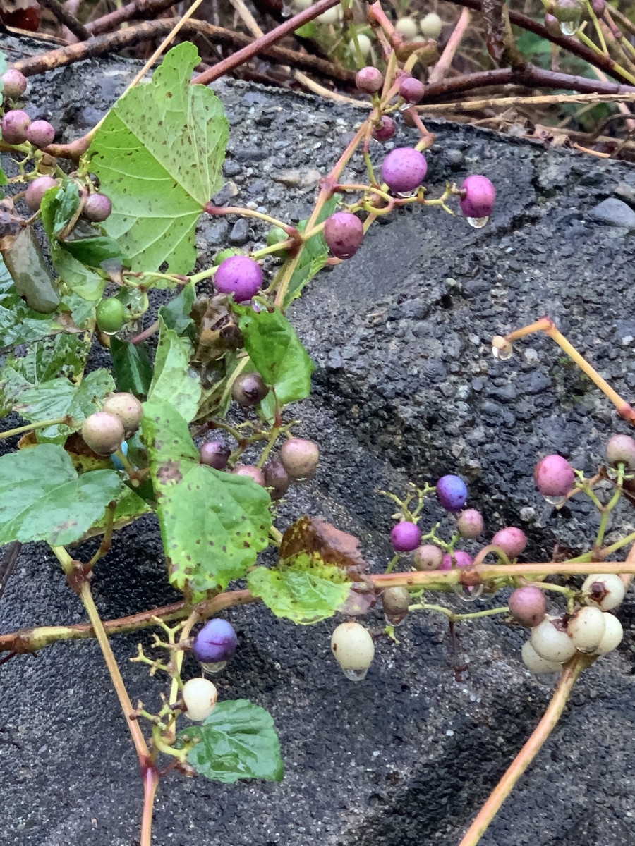f:id:Assagioli:20191012183923j:plain f:id:Assagioli:20191012183923j:plain
