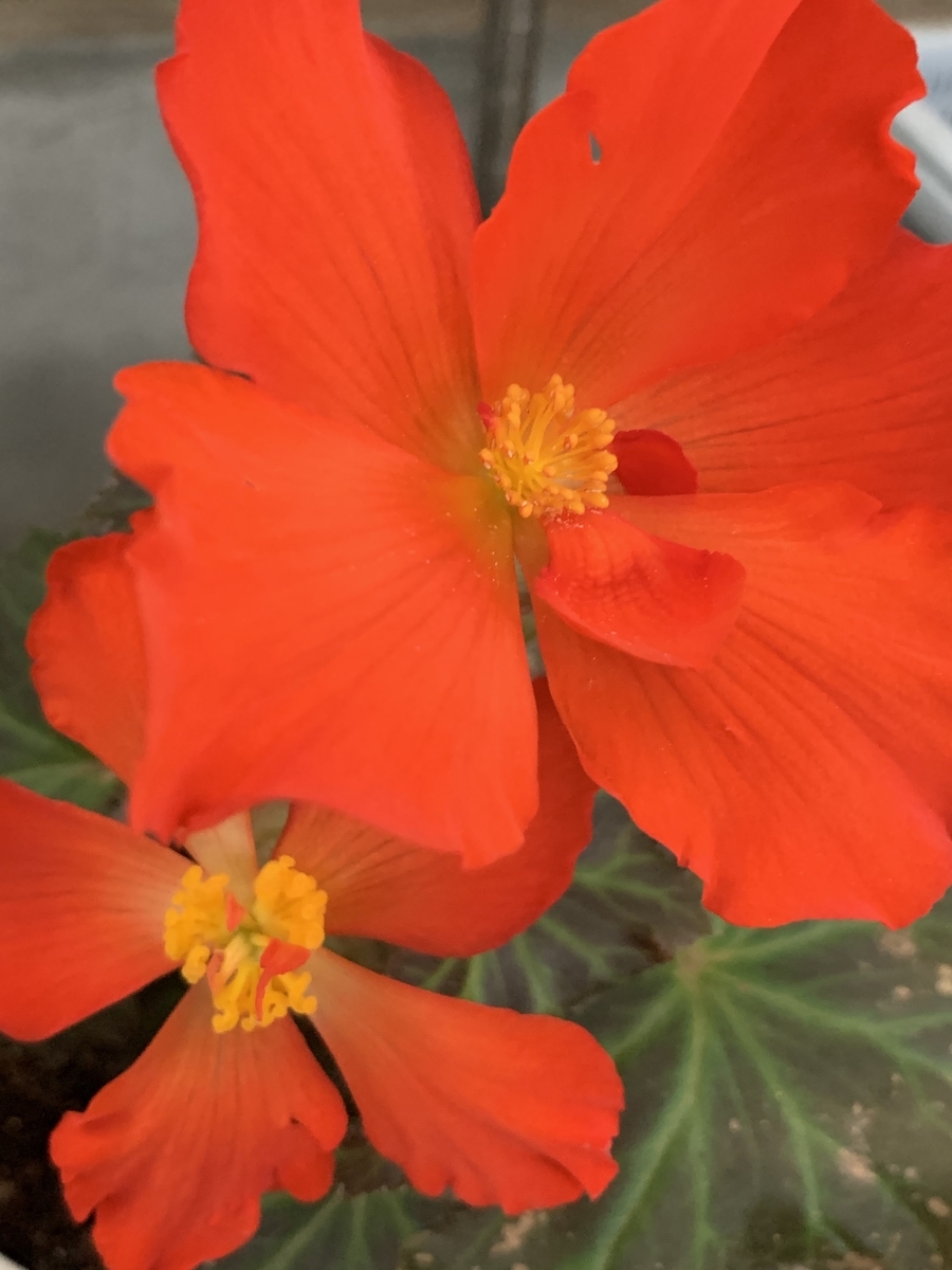 f:id:Assagioli:20191012184723j:plain