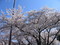 2008桜1