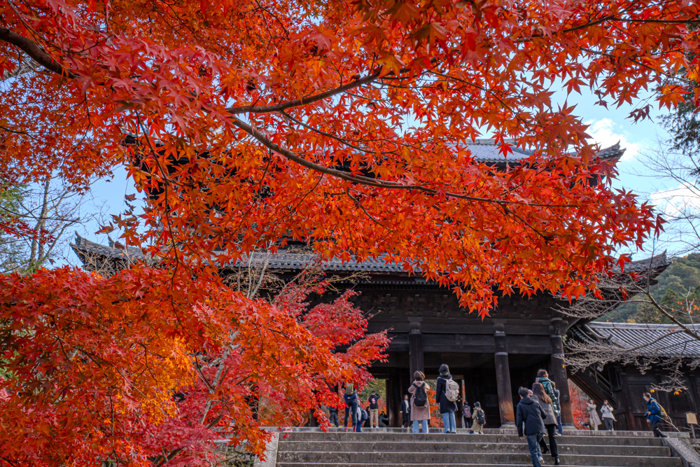 ようやく見頃になった京都の紅葉を85mm単焦点レンズを使って撮影