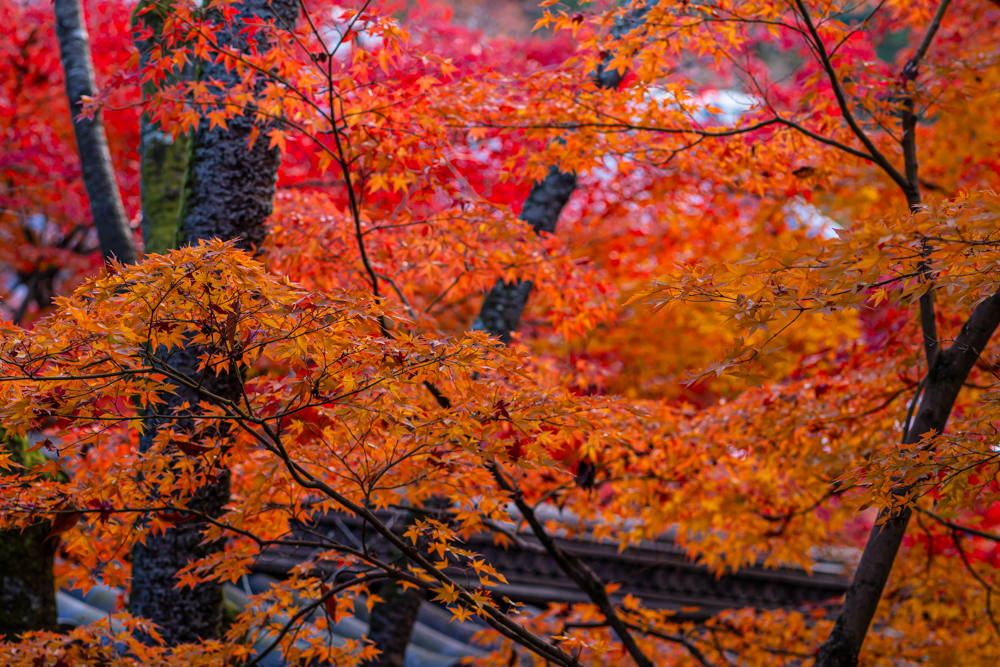 紅葉 ようやく見頃になった京都の紅葉を85mm単焦点レンズを使って撮影