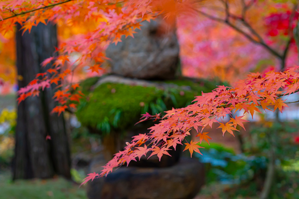 紅葉 ようやく見頃になった京都の紅葉を85mm単焦点レンズを使って撮影