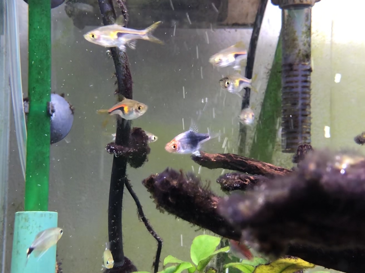 f:id:Asukado-Lisan:20201110212700j:plain f:id:Asukado-Lisan:20201110212700j:plain