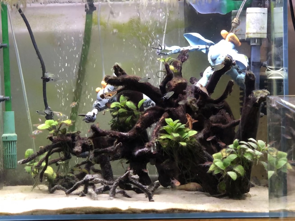 f:id:Asukado-Lisan:20201115231325j:plain f:id:Asukado-Lisan:20201115231325j:plain