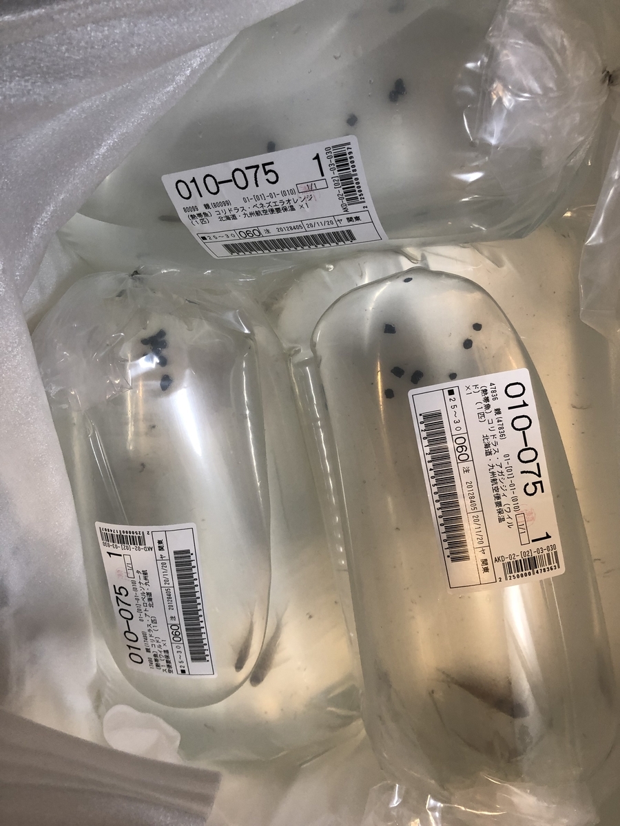 f:id:Asukado-Lisan:20201122135325j:plain