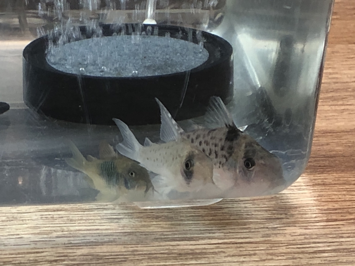 f:id:Asukado-Lisan:20201122135348j:plain