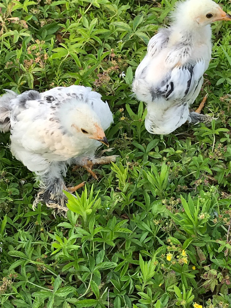 ブラマ 鶏種類 | 世界一大きいブラマ – SKQG