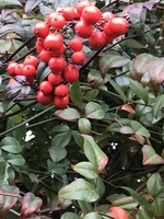 f:id:Atelier-sunflower:20191209122830j:plain f:id:Atelier-sunflower:20191209122830j:plain