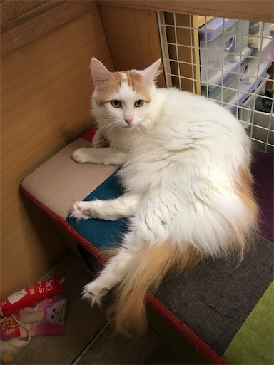 f:id:Atelier-sunflower:20200117000421j:image f:id:Atelier-sunflower:20200117000421j:image