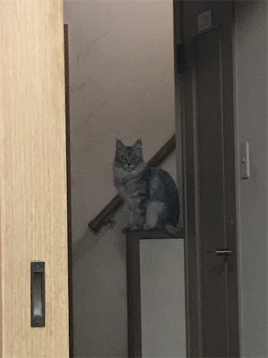 f:id:Atelier-sunflower:20200117000547j:image f:id:Atelier-sunflower:20200117000547j:image