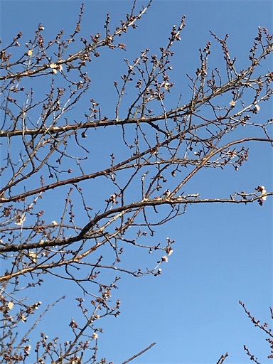 f:id:Atelier-sunflower:20210131091042j:image f:id:Atelier-sunflower:20210131091042j:image