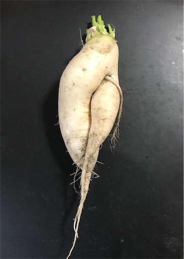 f:id:Atelier-sunflower:20210309211740j:image