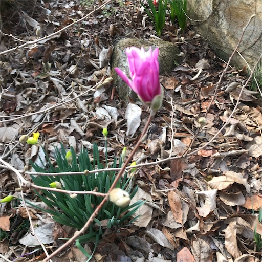 f:id:Atelier-sunflower:20210309212549j:image