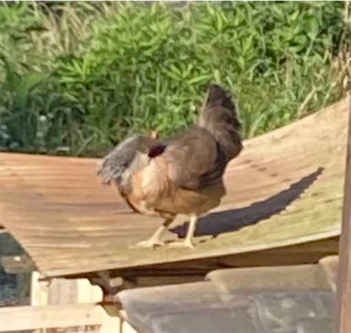 f:id:Atelier-sunflower:20240618210745j:image