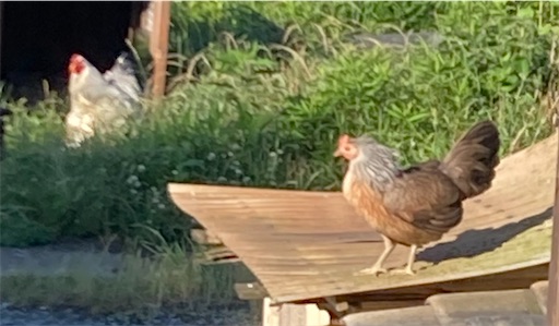 f:id:Atelier-sunflower:20240618210751j:image