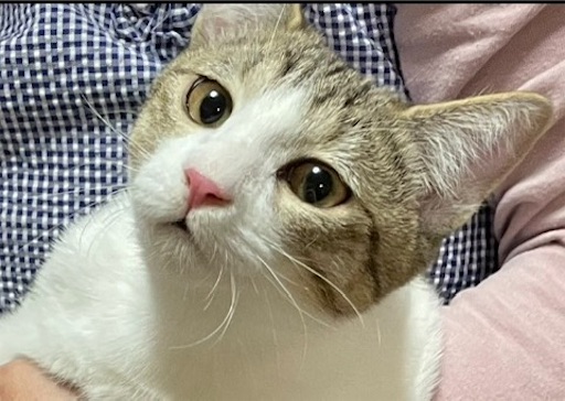 f:id:Atelier-sunflower:20241020213045j:image