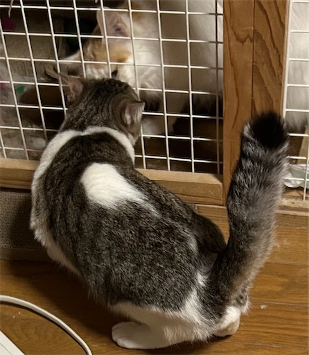 f:id:Atelier-sunflower:20241214234736j:image