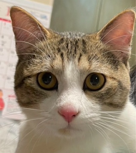 f:id:Atelier-sunflower:20250117214345j:image f:id:Atelier-sunflower:20250117214345j:image