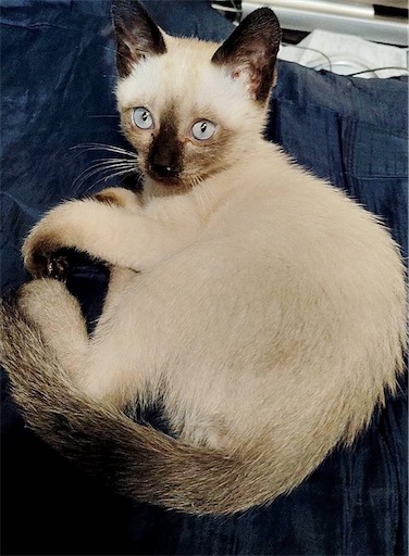 f:id:Atelier-sunflower:20250703205407j:image