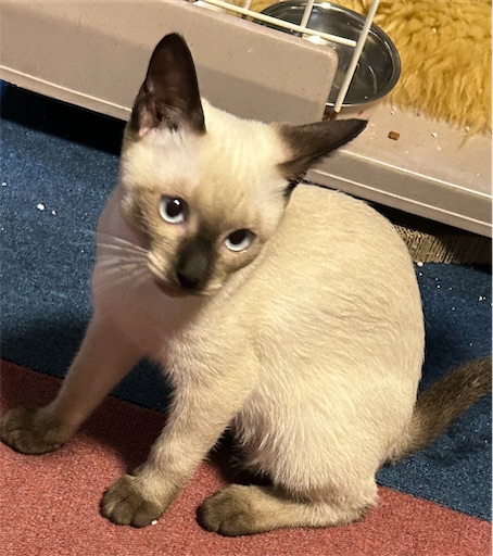 f:id:Atelier-sunflower:20250814215212j:image