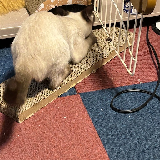 f:id:Atelier-sunflower:20250814215355j:image