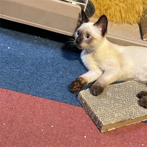 f:id:Atelier-sunflower:20250814215407j:image