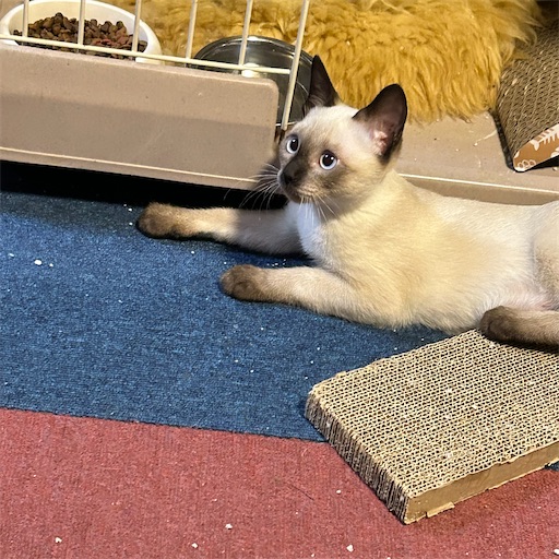 f:id:Atelier-sunflower:20250814215425j:image